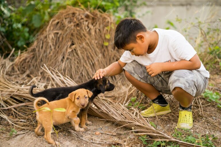 kid boy playing with stray puppies 36268 819